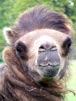 Bactrian Camel i